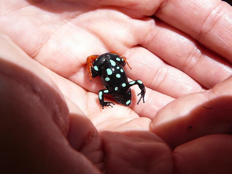 806 Upside down Mantella